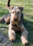 image of airedale