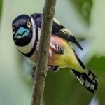 image of bird