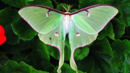 image of moth #35