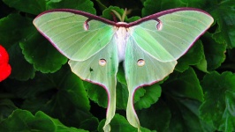 image of animal
