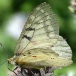 image of animal