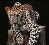 image of jaguar_car