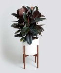 image of house_plant