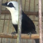 image of bird