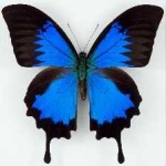 image of animal