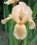 image of bearded_iris #5