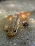 image of common_newt