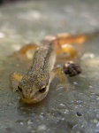 image of common_newt #12