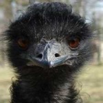 image of bird