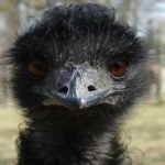 image of emu #15