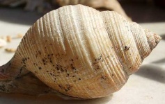 image of conch