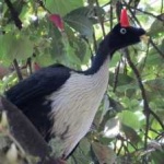 image of bird