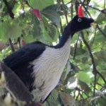 image of horned_guan #25