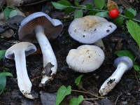 image of mushrooms
