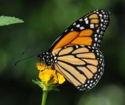 image of monarch