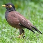 image of bird