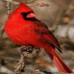 image of bird