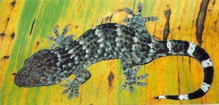 image of banded_gecko