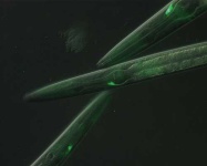 image of nematode