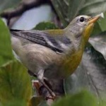 image of bird