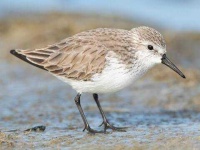 image of animal