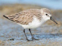 image of sandpiper #52