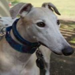 image of animal