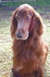 image of irish_setter #23