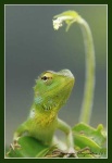 image of green_lizard