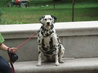 image of dalmatian