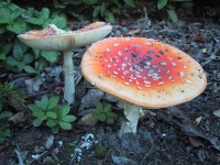 image of mushroom