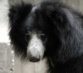 image of sloth_bear #19