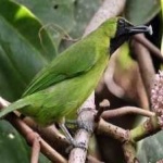 image of bird