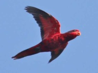 image of lory