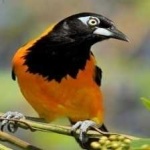 image of bird