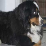 image of animal
