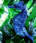 image of sea_horse