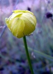 image of flower