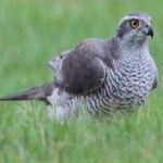 image of bird