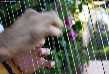 image of harp