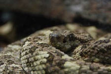 image of rock_python