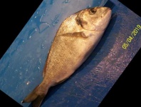 image of fish