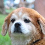 image of animal