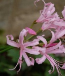 image of flower