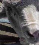 image of animal
