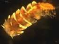 image of isopod
