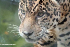 image of jaguar_car