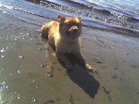 image of chow