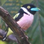 image of bird