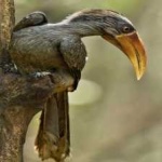 image of bird